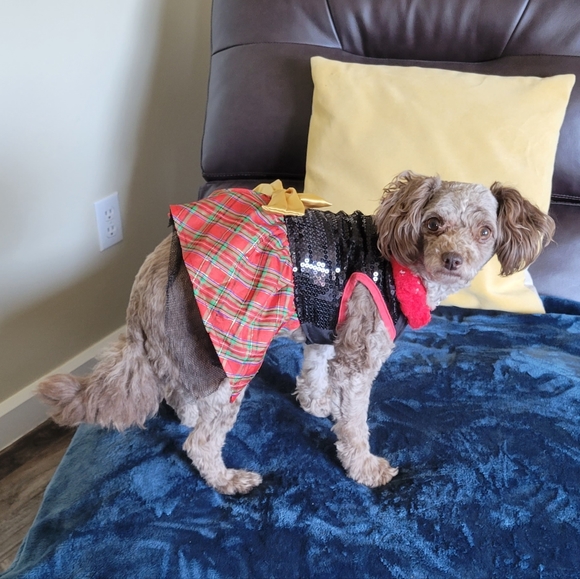 Dog Dress - Picture 2 of 3